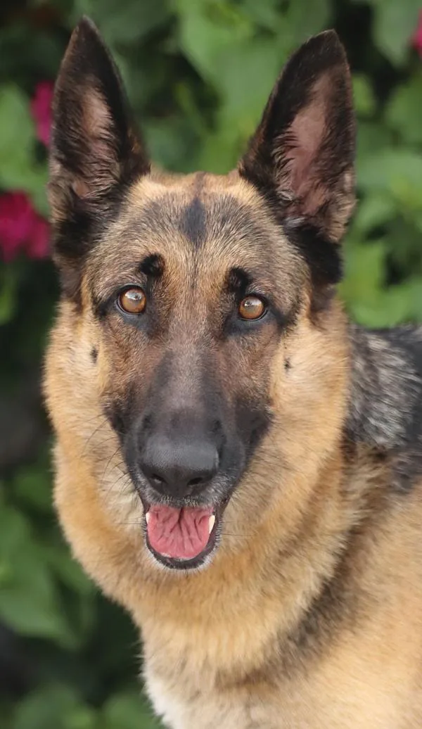 A young large-sized female Black German Shepherd Dog dog named Leilani von Leinzell for adoption in Los Angeles, CA