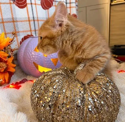 A baby small-sized male Domestic Long Hair cat named Waffles for adoption in Elk Grove Village, IL