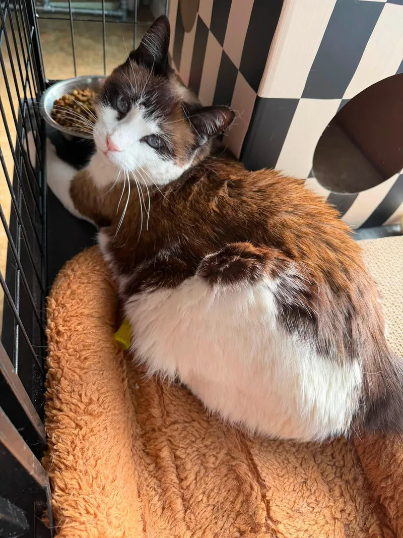 An adult large-sized male Snowshoe cat named Opal & Atlas for adoption in Cowlesville, NY