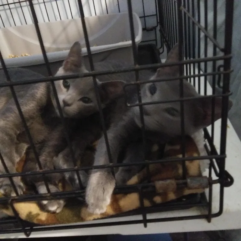 A baby medium-sized male Gray / Blue / Silver Domestic Short Hair cat named Emile for adoption in Port Wentworth, GA