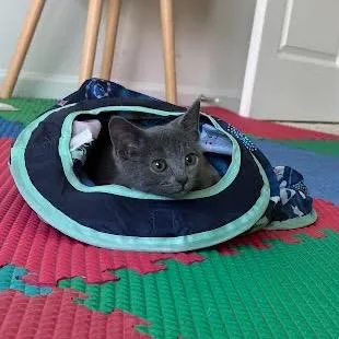 A baby small-sized male Gray / Blue / Silver Domestic Short Hair cat named Macho for adoption in Winston Salem, NC