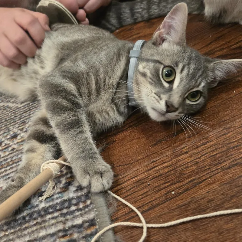 A baby small-sized male Gray / Blue / Silver Domestic Short Hair cat named Lex Morano for adoption in Los Angeles, CA