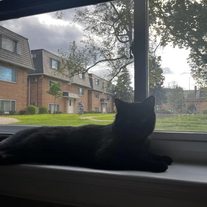 An adult large-sized male Black Domestic Short Hair cat named Chef Boyardee for adoption in Evanston, IL