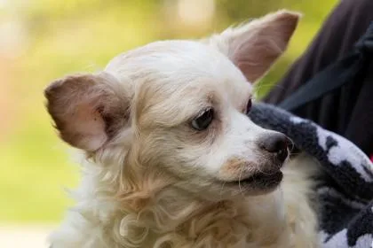 An adult small-sized female Mixed Breed dog named Plumeria for adoption in West Chester, PA