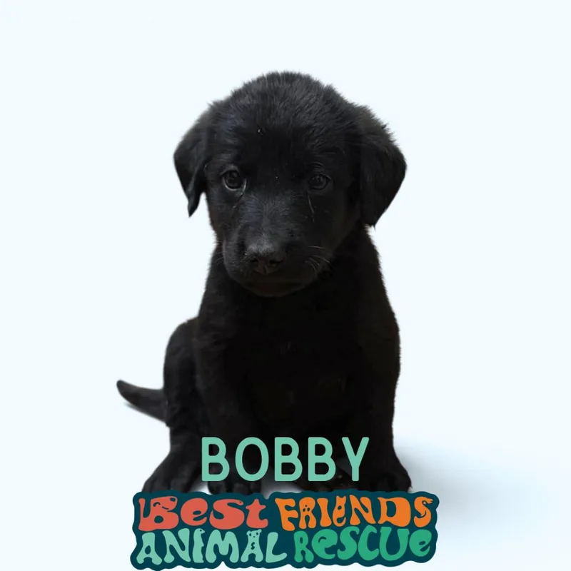 A baby small-sized male Shepherd dog named Bobby for adoption in Wasilla, AK