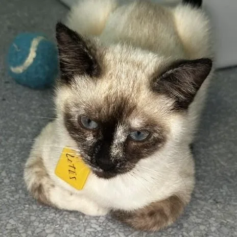 A baby medium-sized female Chocolate Point Siamese cat named Lotus  Lovely Siamese for adoption in Hoquiam, WA