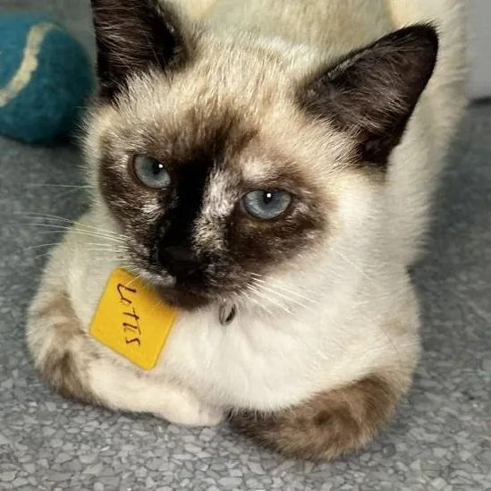 Lotus  Lovely Siamese thumbnail 2