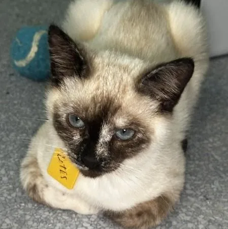 Lotus  Lovely Siamese thumbnail 3