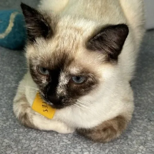 Lotus  Lovely Siamese thumbnail 5