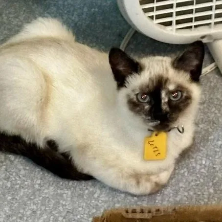 Lotus  Lovely Siamese thumbnail 6