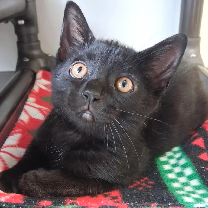 A young small-sized male Black Domestic Short Hair cat named Bobo for adoption in Belmont, NY