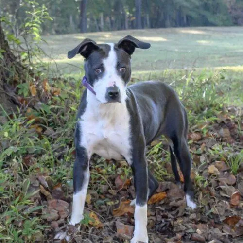 A young medium-sized female Bicolor Mixed Breed dog named Juniper SCAS for adoption in Rockaway, NJ