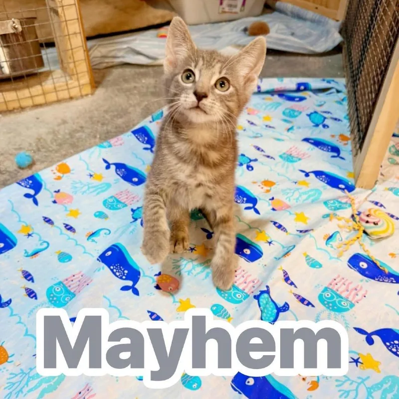 A baby small-sized female Gray / Blue / Silver Domestic Short Hair cat named Mayhem for adoption in Pocono Summit, PA