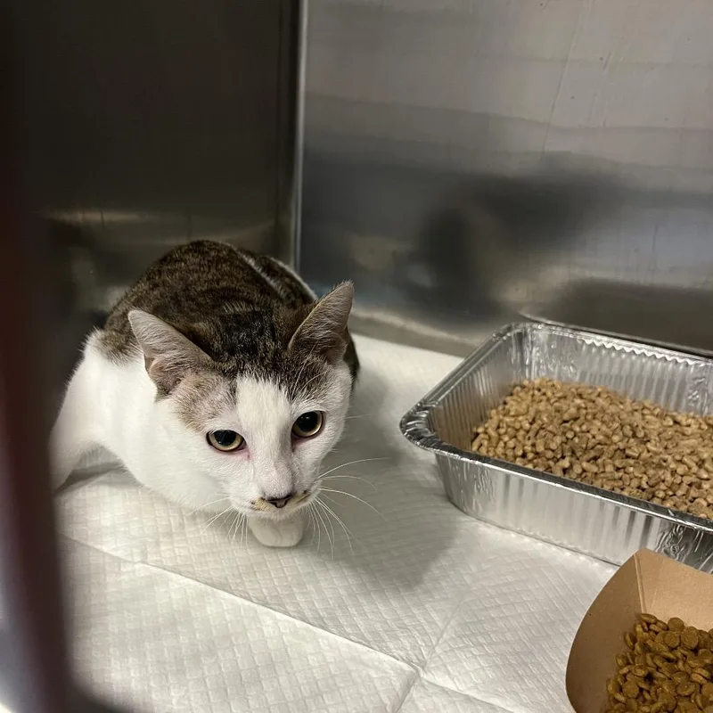 An adult medium-sized male Brown / Chocolate Domestic Short Hair cat named Marty McFly for adoption in Greensboro, NC