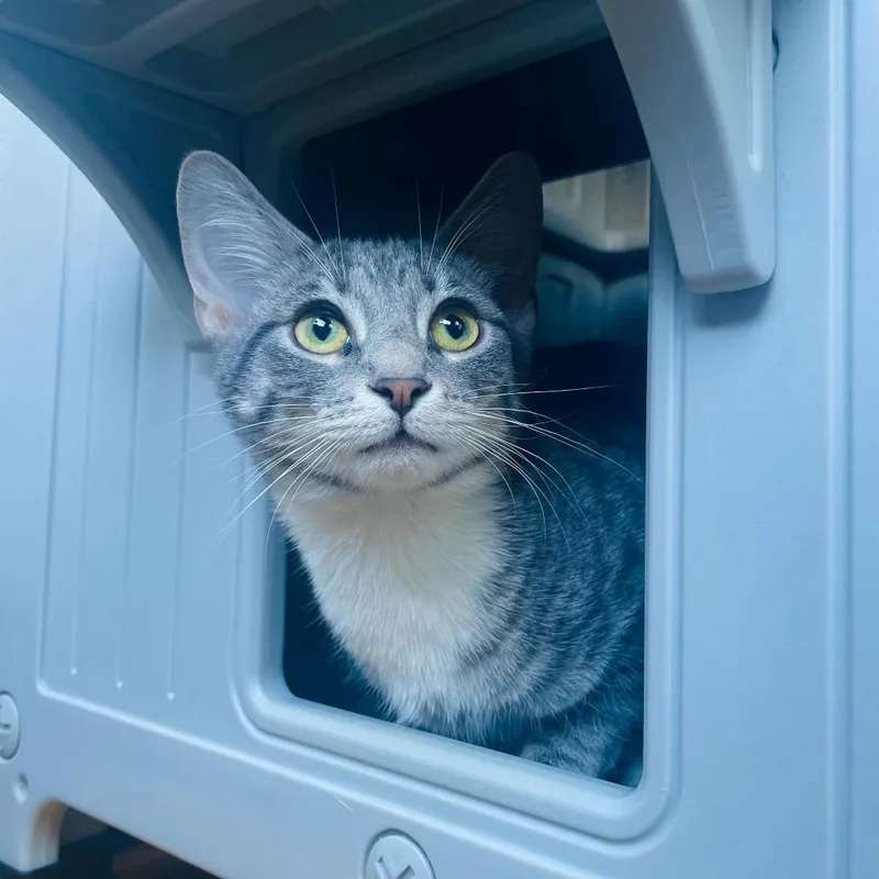 A young small-sized female Domestic Short Hair cat named Cannoli for adoption in Stokesdale, NC