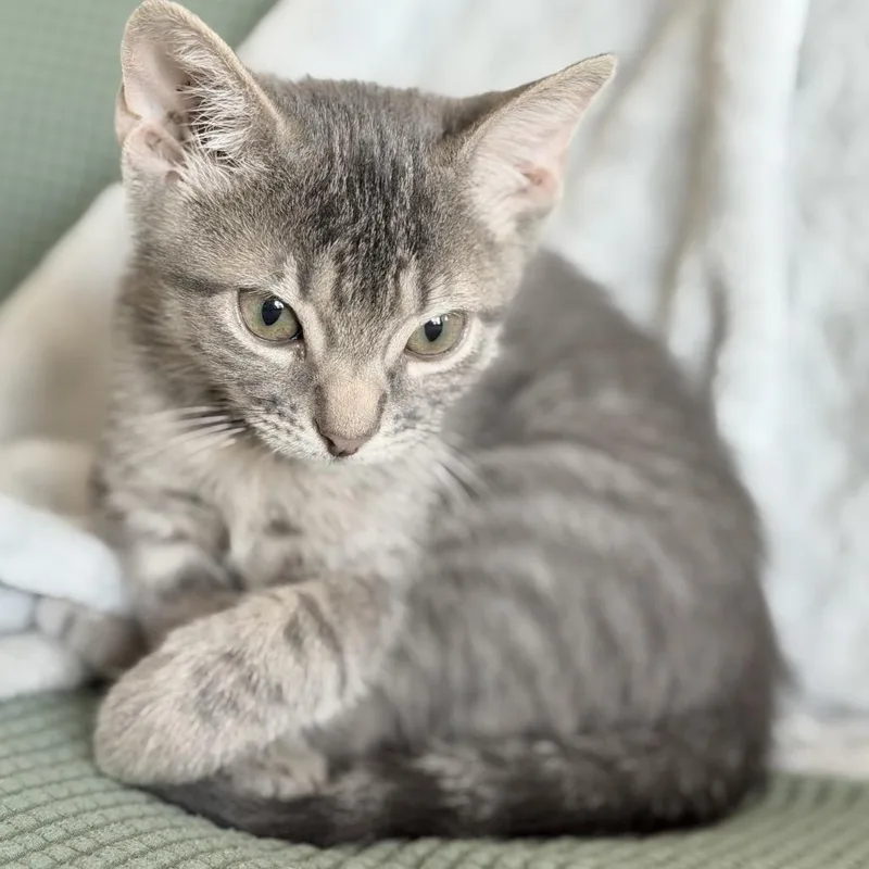 A baby small-sized male Gray / Blue / Silver Domestic Short Hair cat named Ash for adoption in Flower Mound, TX