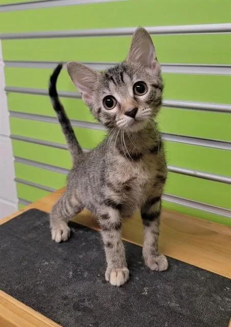 A baby small-sized female Domestic Short Hair cat named Susie Q for adoption in Saint Peters, MO