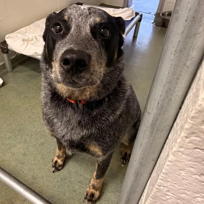 An adult medium-sized male Black Australian Cattle Dog / Blue Heeler dog named Milo for adoption in Birdsboro, PA