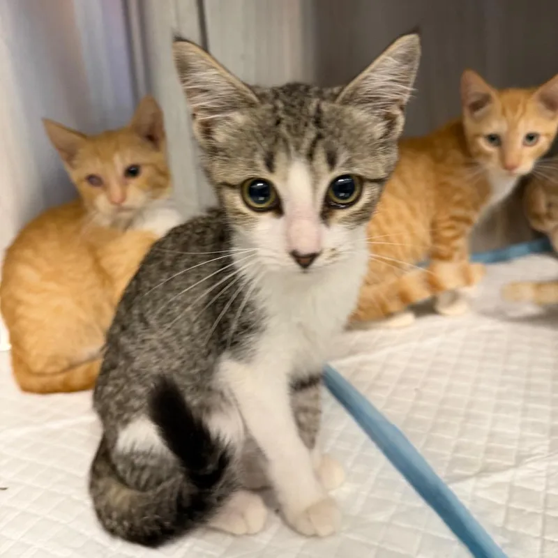 A baby small-sized female Brown / Chocolate Domestic Short Hair cat named Wren for adoption in Greensboro, NC