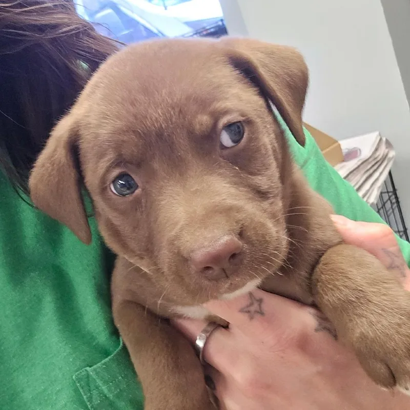 A baby small-sized female Brown / Chocolate Labrador Retriever dog named Quesa U for adoption in Tupelo, MS