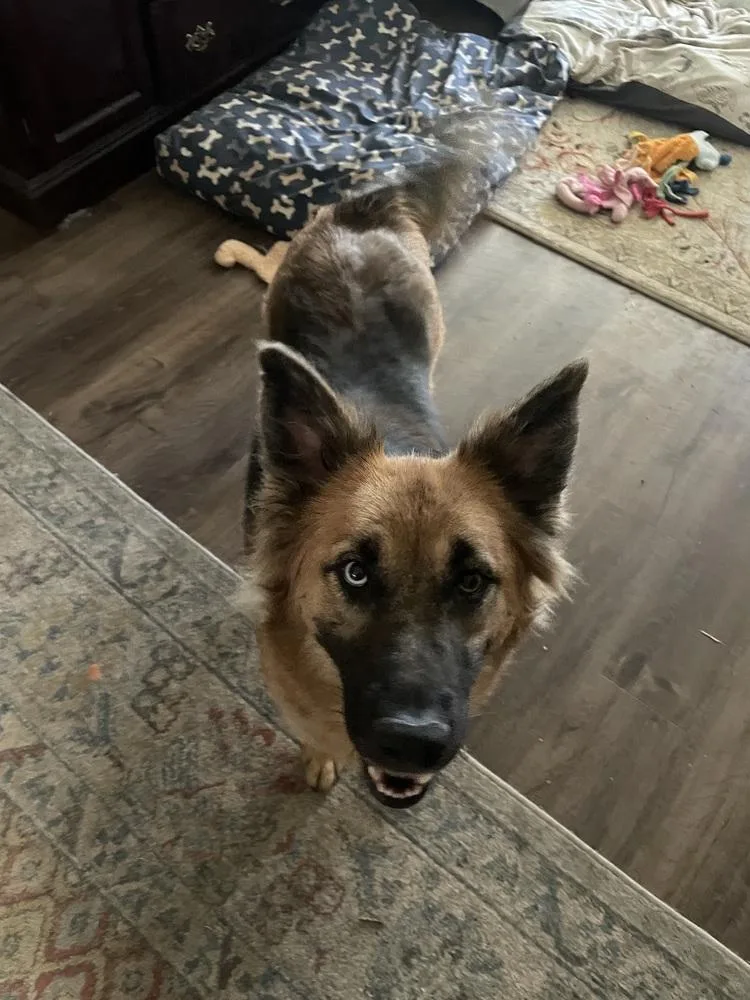 An adult large-sized female Shepherd dog named Veda for adoption in Thornton, CO