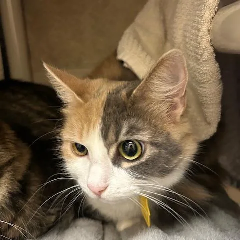 A young medium-sized female Calico Domestic Medium Hair cat named Baby for adoption in Springfield, MA