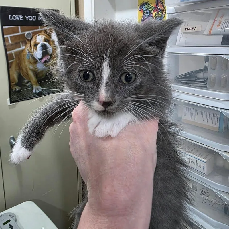 A baby small-sized male Domestic Short Hair cat named Delbert for adoption in Amarillo, TX