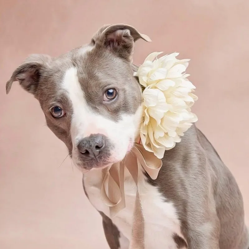 An adult medium-sized female Brown / Chocolate Pit Bull Terrier dog named BeeBee for adoption in Springfield, MO