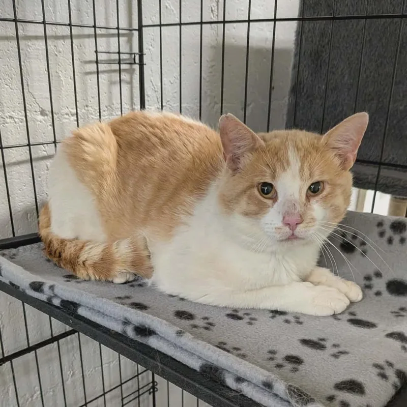 An adult large-sized male Orange / Red Domestic Short Hair cat named Charlie for adoption in Greenville, PA