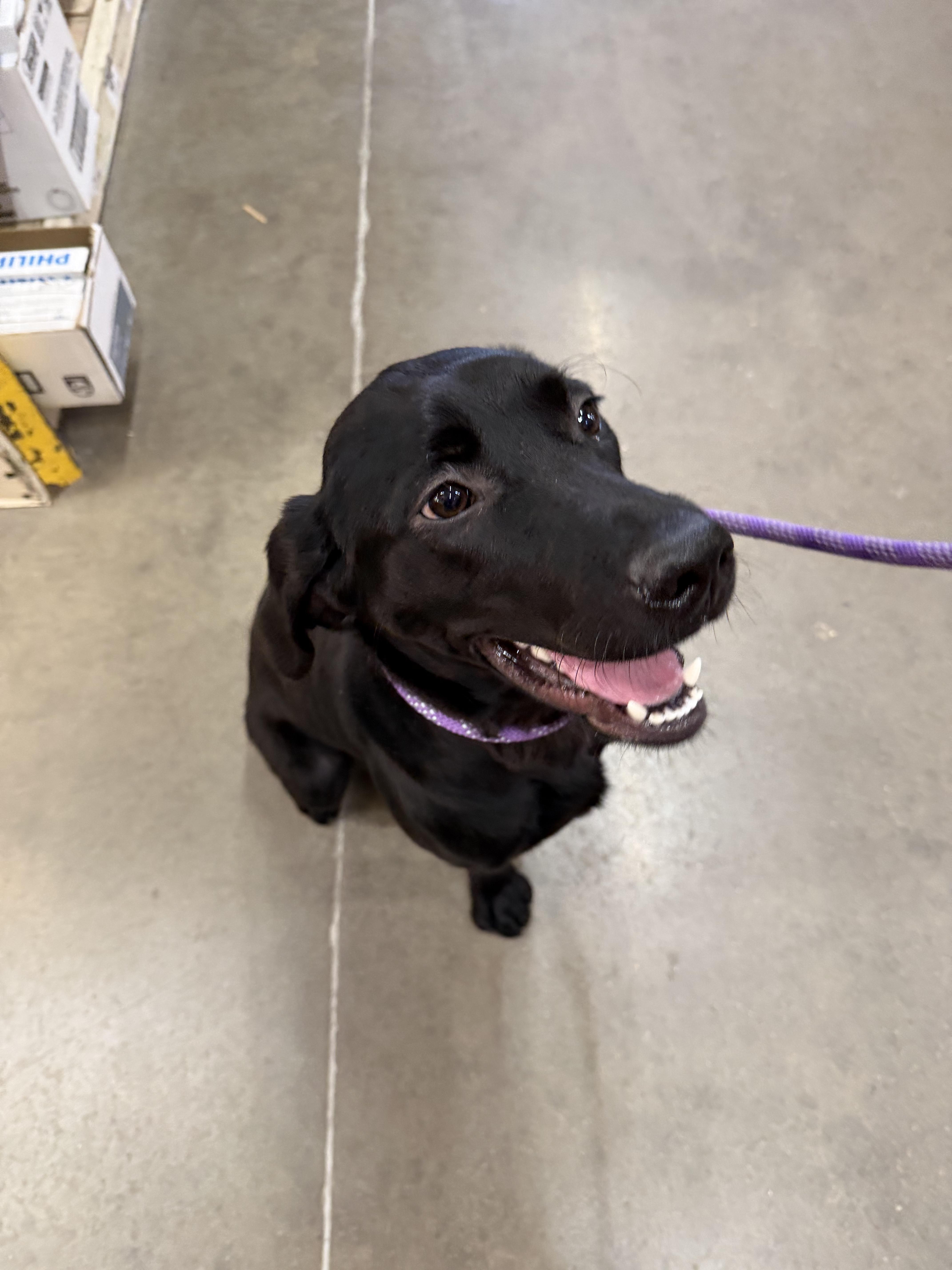 A young medium-sized male Black Labrador Retriever dog named Tucker Lee for adoption in Fort Collins, CO