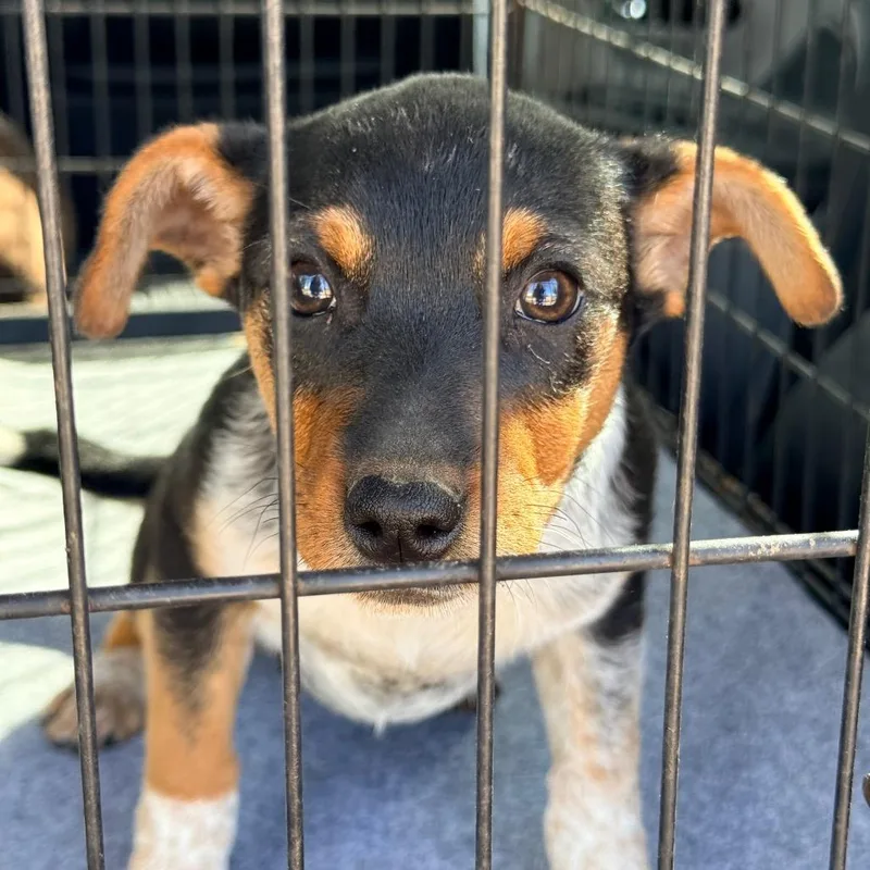 A baby medium-sized female Gray / Blue / Silver Australian Cattle Dog / Blue Heeler dog named April for adoption in Tomah, WI