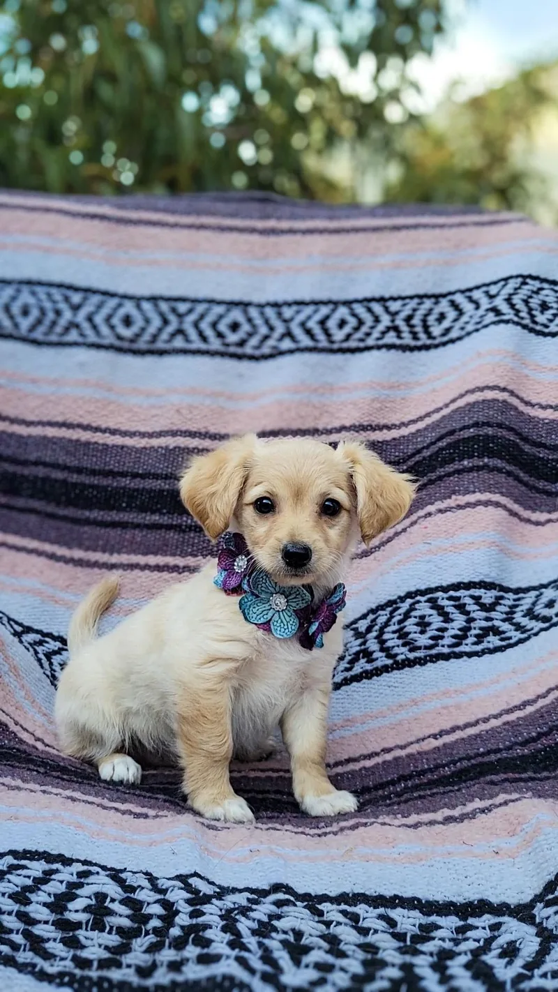A baby small-sized female Chihuahua dog named Acacia for adoption in Anza, CA
