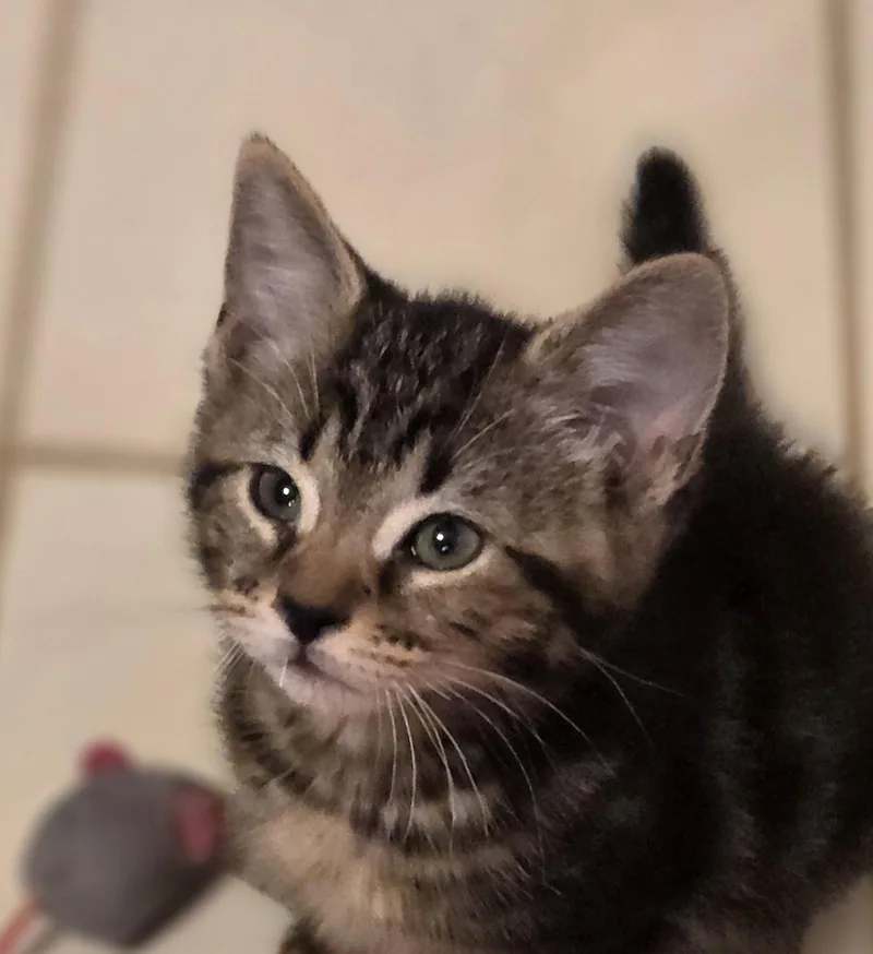 A baby medium-sized male Black Domestic Short Hair cat named Razzle for adoption in Pittsboro, NC