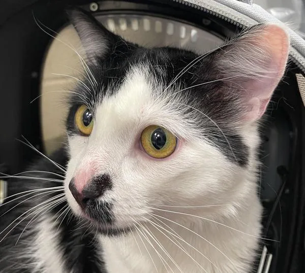 An adult medium-sized male Domestic Short Hair cat named Eric for adoption in Troutdale, OR