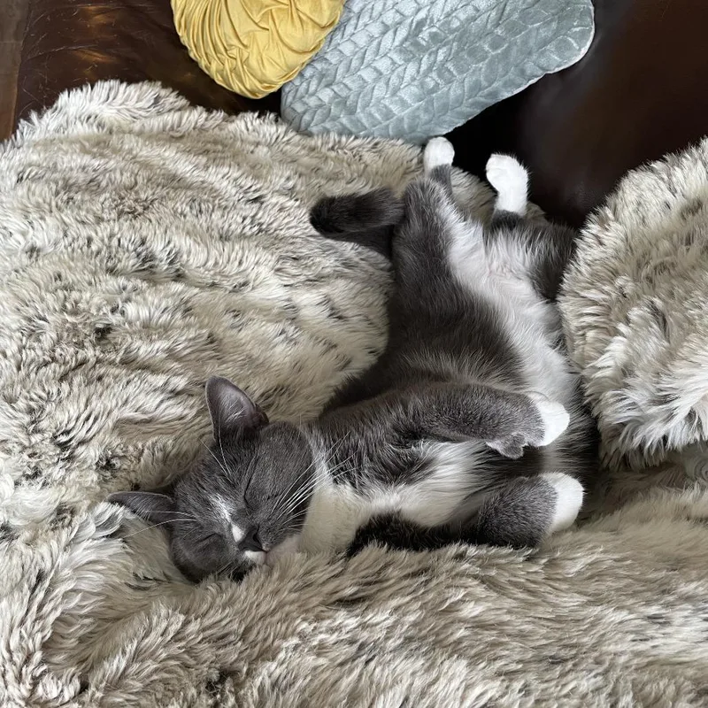 An adult medium-sized male Gray / Blue / Silver Domestic Short Hair cat named Mr. Marcel for adoption in Simpsonville, SC