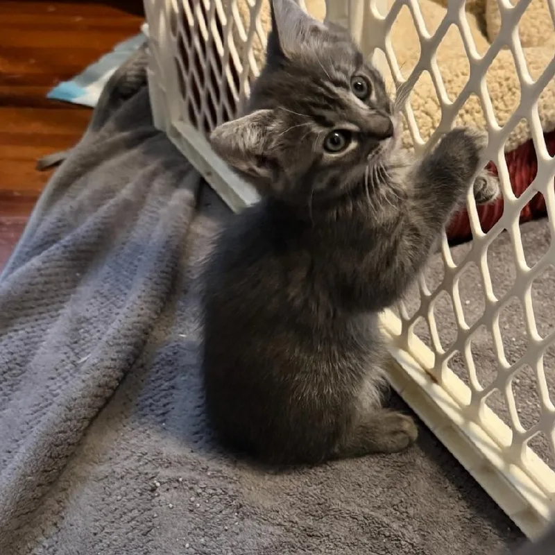 A baby medium-sized female Tabby (Gray / Blue / Silver) Domestic Short Hair cat named Fusilli for adoption in Newark, NJ