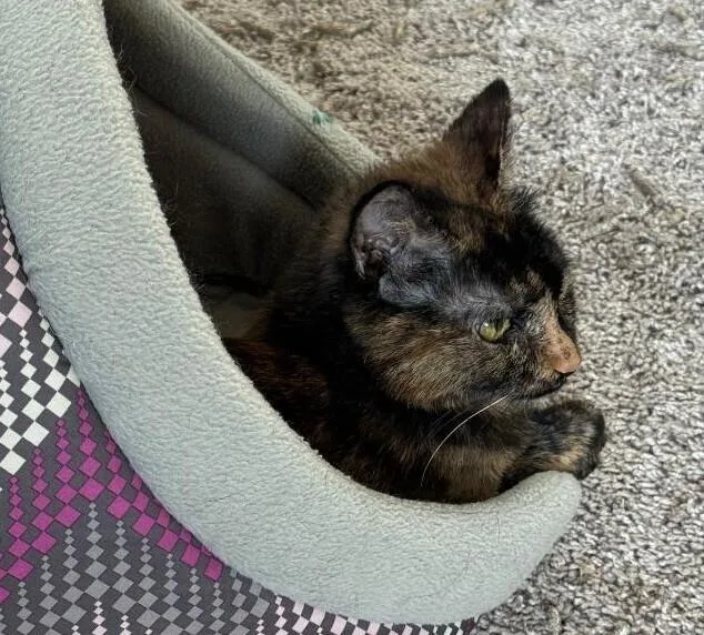 An adult medium-sized female Domestic Short Hair cat named Buttercup for adoption in Richardson, TX