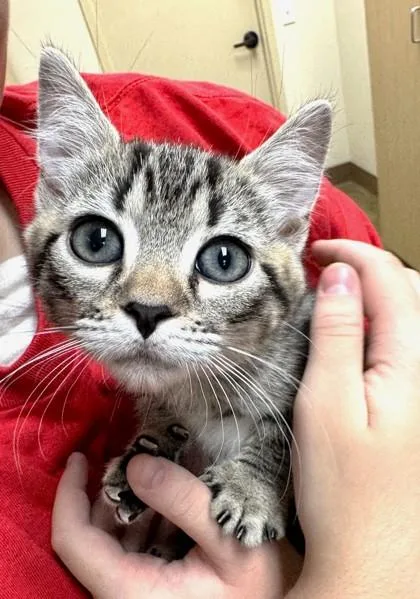 A baby small-sized female Domestic Short Hair cat named Lorna for adoption in Brunswick, GA