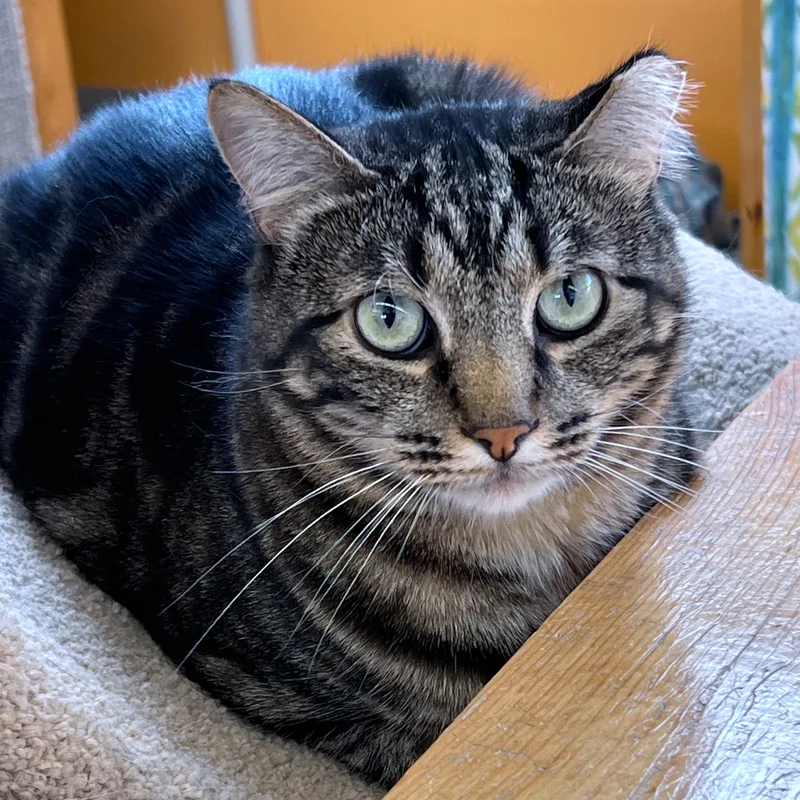An adult large-sized male Tabby (Brown / Chocolate) Domestic Short Hair cat named Bobby for adoption in St. Louis, MO