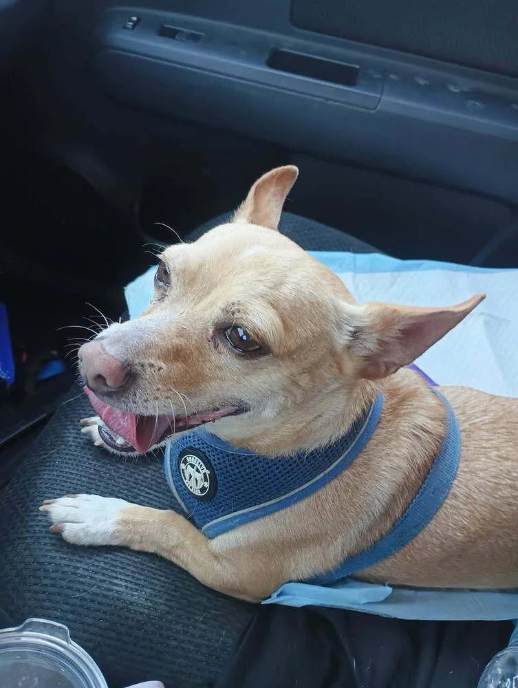 An adult small-sized male White / Cream Chihuahua dog named Larry for adoption in Littleton, CO