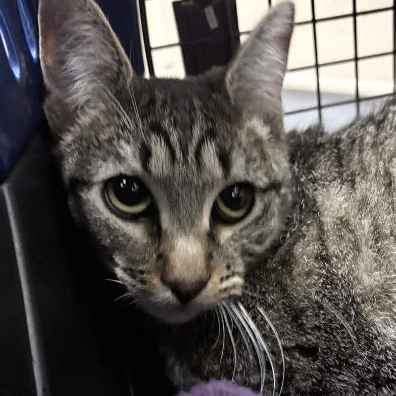 A young medium-sized female Domestic Short Hair cat named Knead for adoption in Tacoma, WA
