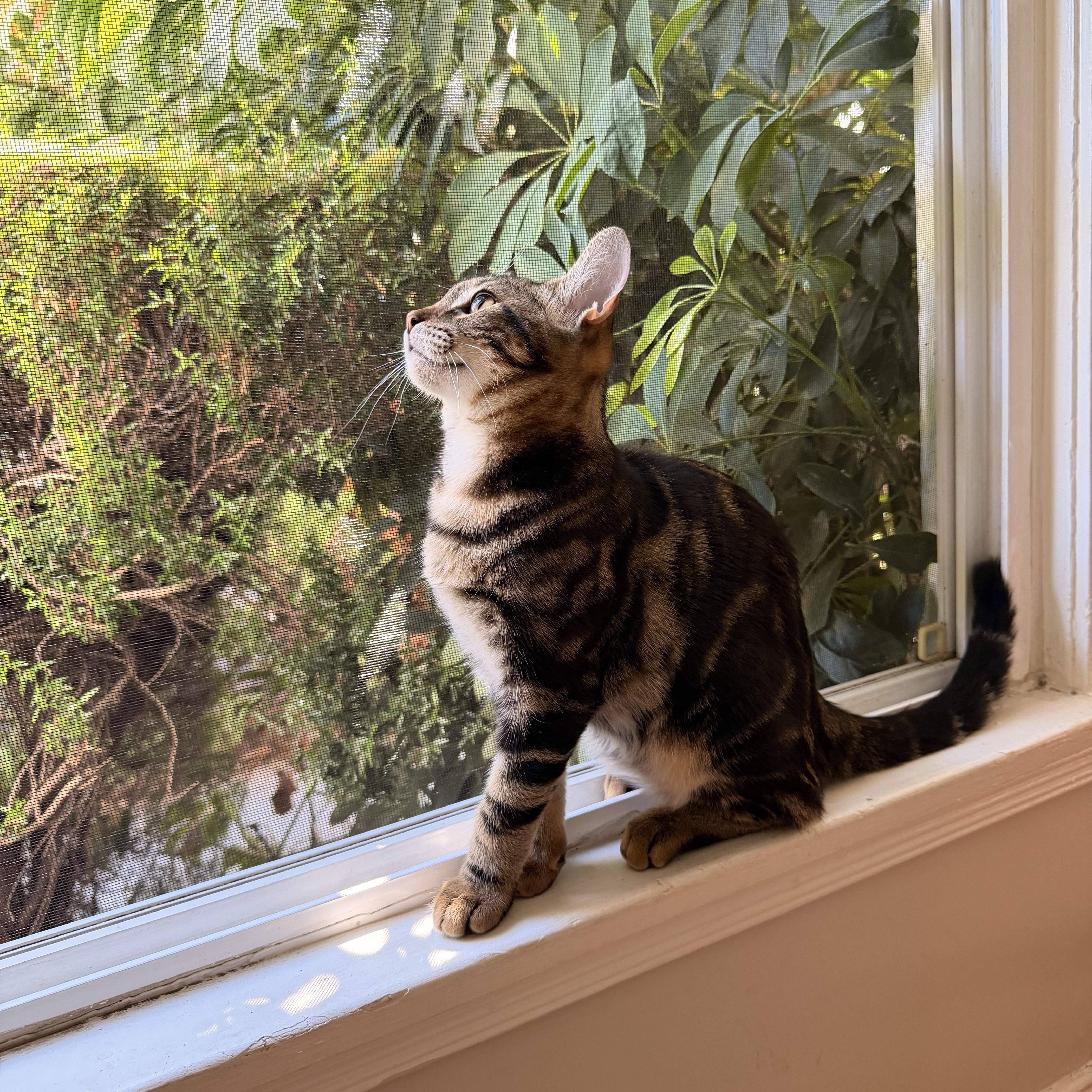 A young small-sized female Tabby cat named Tiger for adoption in Los Angeles, CA