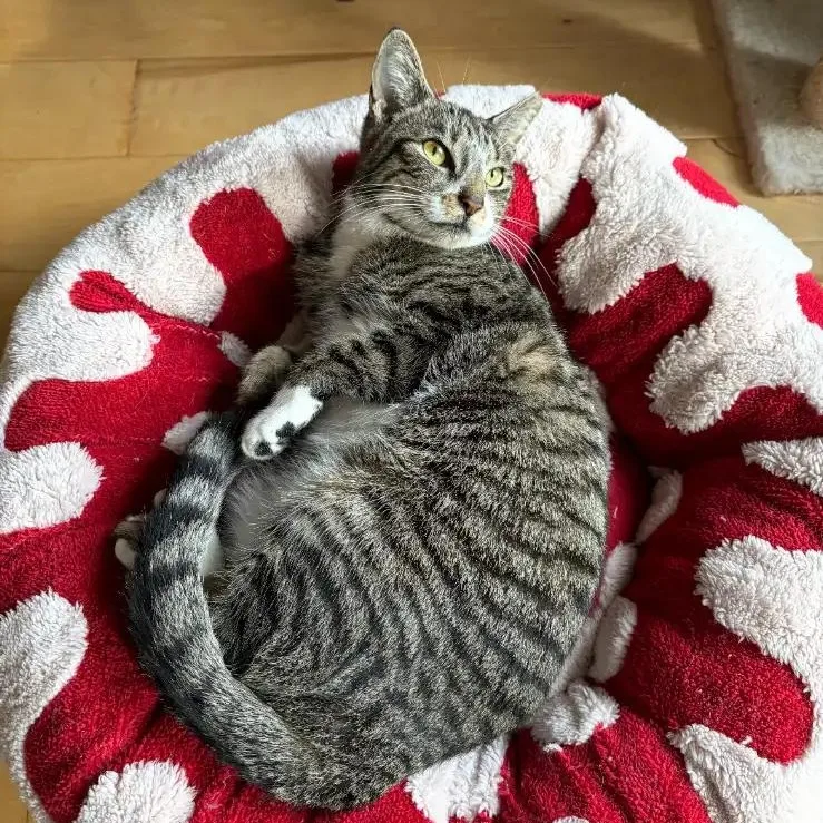 An adult medium-sized female Domestic Short Hair cat named Poppy for adoption in Philadelphia, PA