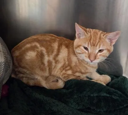 A baby small-sized male Domestic Short Hair cat named Johnny Stien for adoption in Fresno, CA