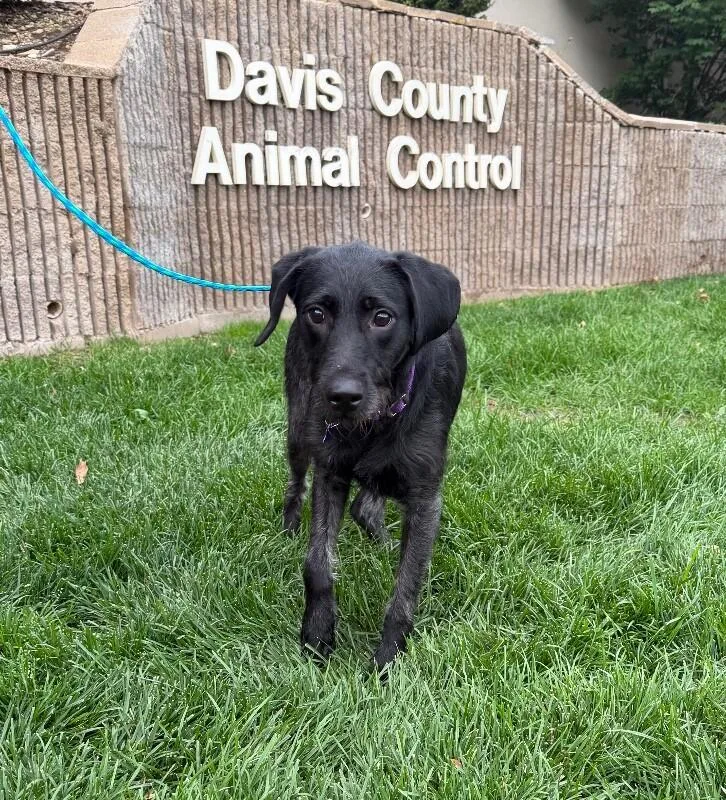 A young medium-sized female Black Standard Poodle dog named Tawny for adoption in Fruit Heights, UT