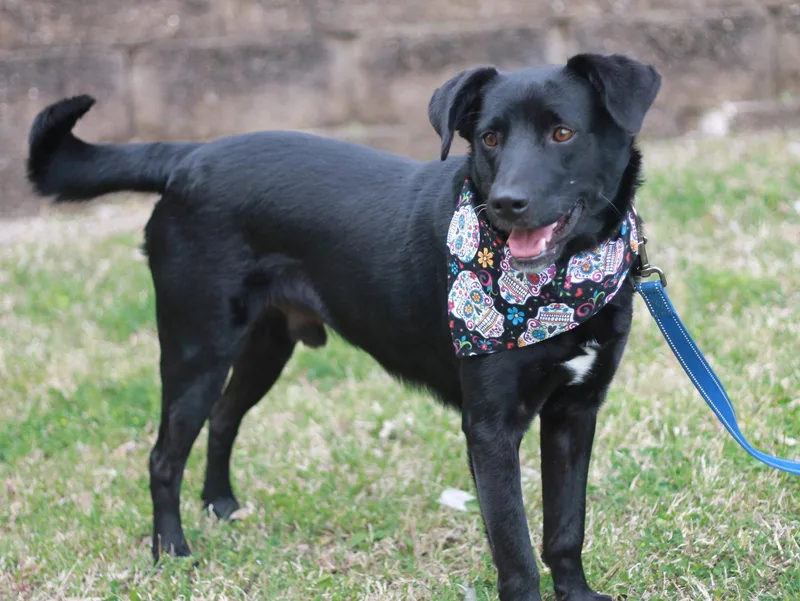 An adult medium-sized male Labrador Retriever dog named Clyde for adoption in Cookeville, TN