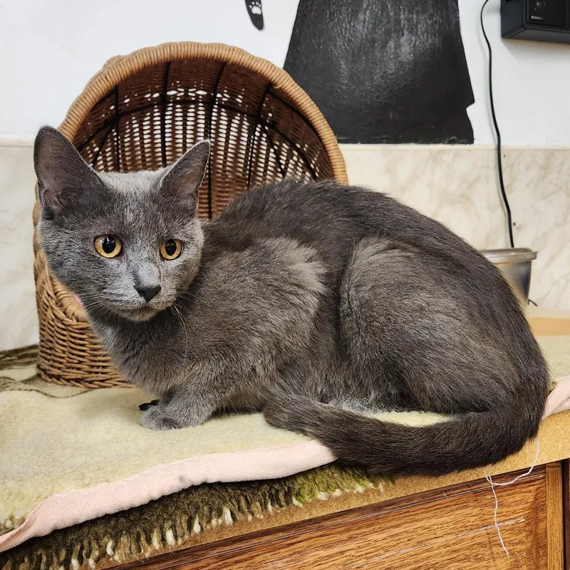 A young medium-sized female Gray / Blue / Silver Domestic Short Hair cat named Carmilla for adoption in Delaware, OH