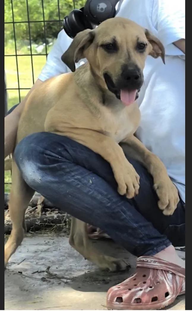A young large-sized male Labrador Retriever dog named Dutton for adoption in Watertown, CT