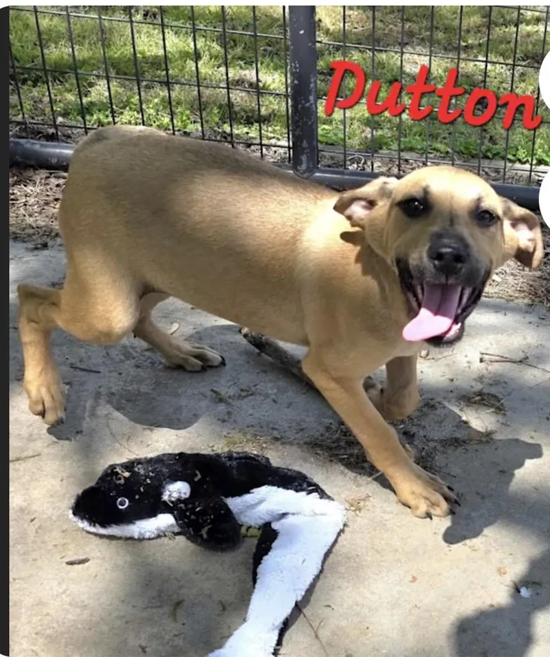 Dutton thumbnail 2