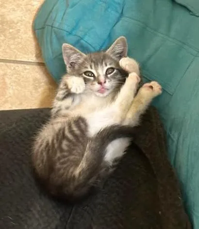 A baby medium-sized female Domestic Short Hair cat named Darling Clementine for adoption in San Jose, CA